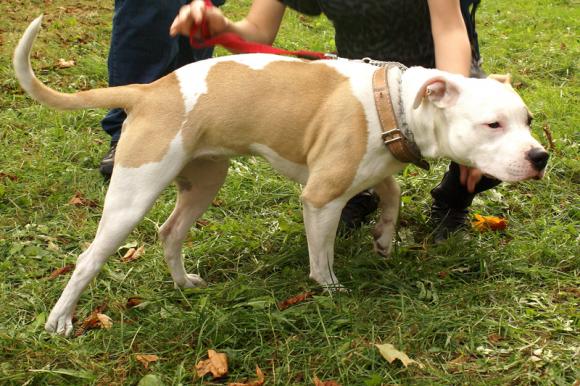 NAJPSA będzie trudno wybrać