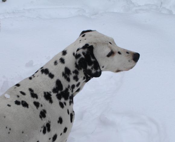 NAJPSA będzie trudno wybrać