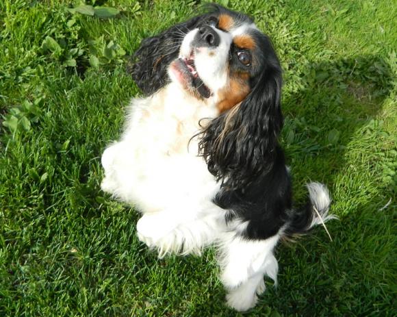 NAJPSA będzie trudno wybrać