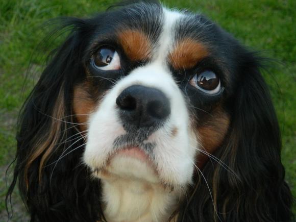 NAJPSA będzie trudno wybrać