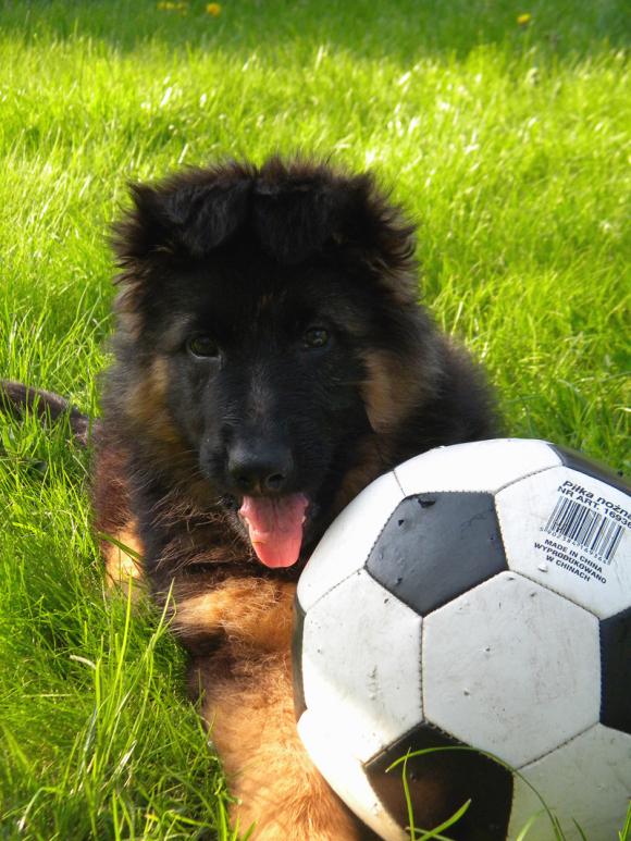 Ostatnia porcja słodyczy. Wkrótce głosowanie na NAJPSA