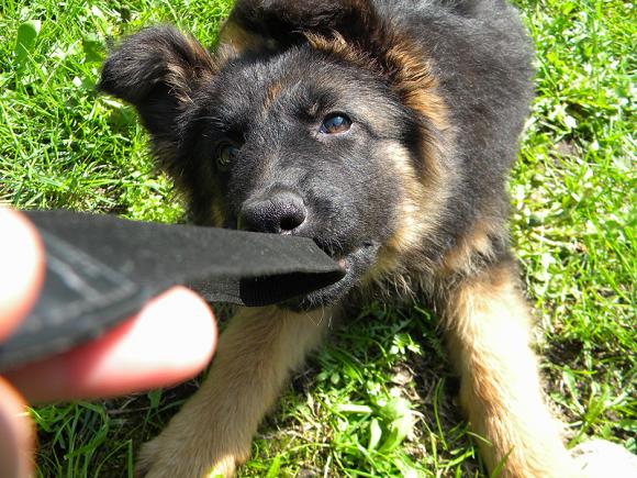 Ostatnia porcja słodyczy. Wkrótce głosowanie na NAJPSA