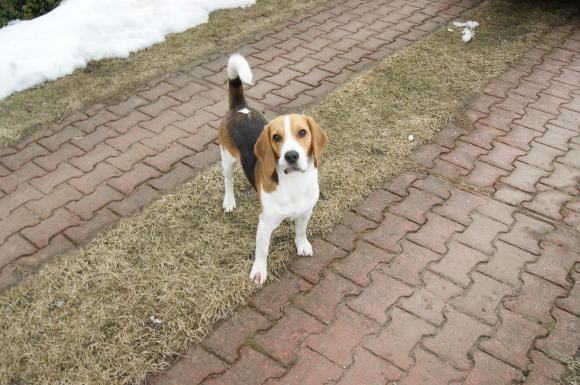 Ostatnia porcja słodyczy. Wkrótce głosowanie na NAJPSA