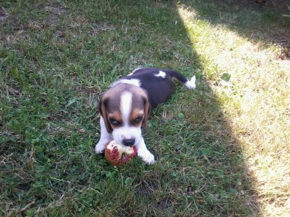 Ostatnia porcja słodyczy. Wkrótce głosowanie na NAJPSA