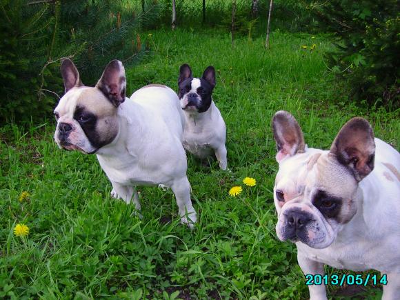 Ostatnia porcja słodyczy. Wkrótce głosowanie na NAJPSA