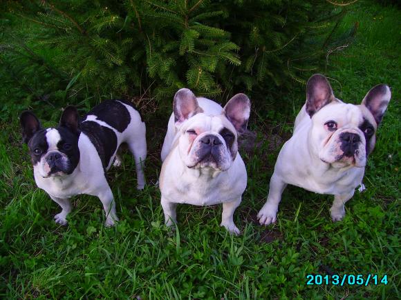 Ostatnia porcja słodyczy. Wkrótce głosowanie na NAJPSA