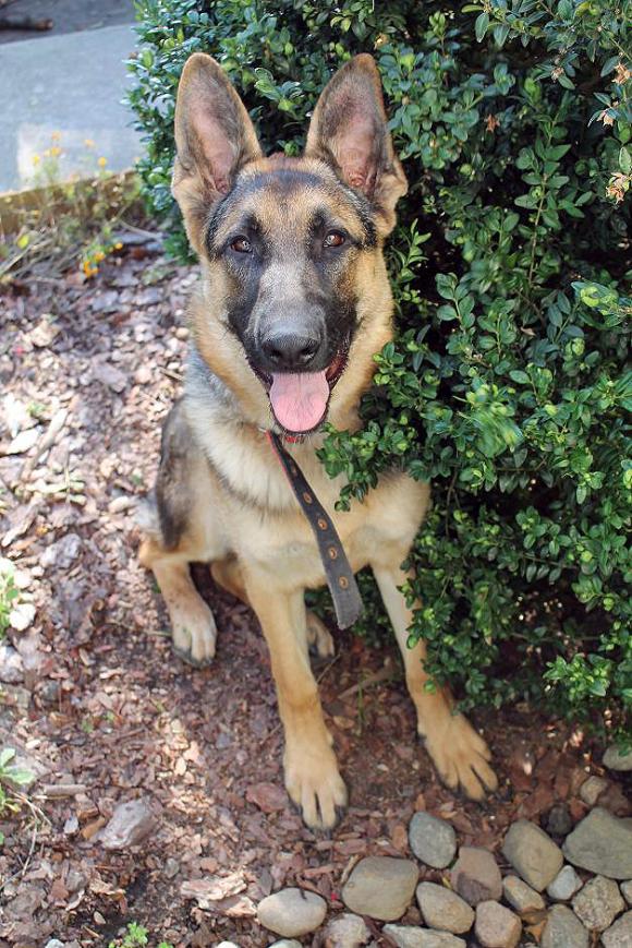 Ostatnia porcja słodyczy. Wkrótce głosowanie na NAJPSA