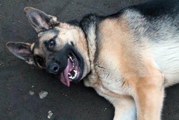 Ostatnia porcja słodyczy. Wkrótce głosowanie na NAJPSA