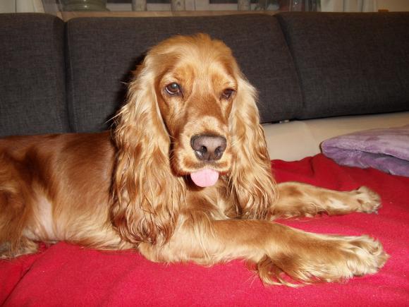 Ostatnia porcja słodyczy. Wkrótce głosowanie na NAJPSA