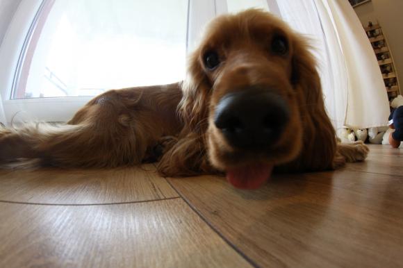 Ostatnia porcja słodyczy. Wkrótce głosowanie na NAJPSA