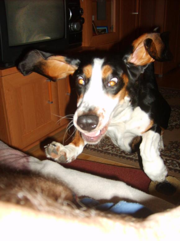 Ostatnia porcja słodyczy. Wkrótce głosowanie na NAJPSA