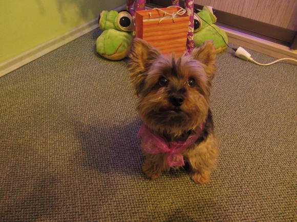 Ostatnia porcja słodyczy. Wkrótce głosowanie na NAJPSA