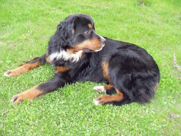 Ostatnia porcja słodyczy. Wkrótce głosowanie na NAJPSA