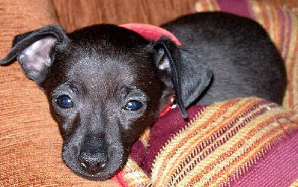 Ostatnia porcja słodyczy. Wkrótce głosowanie na NAJPSA