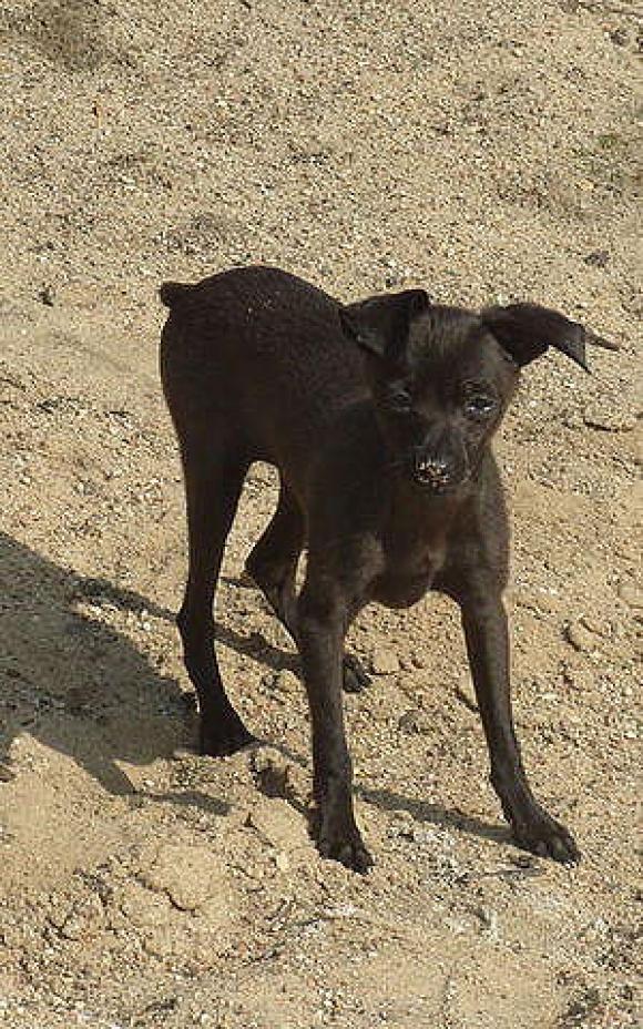 Ostatnia porcja słodyczy. Wkrótce głosowanie na NAJPSA