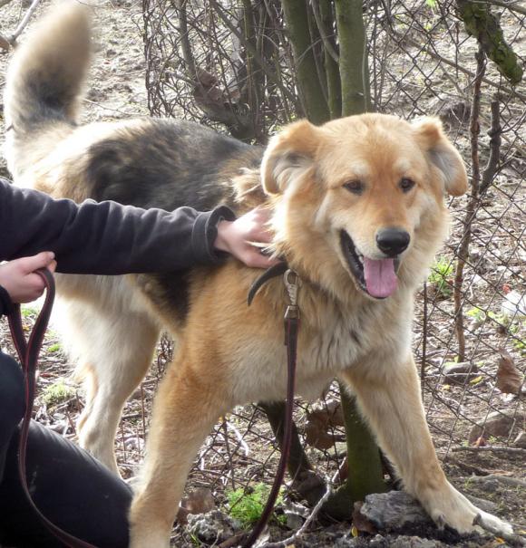 Ostatnia porcja słodyczy. Wkrótce głosowanie na NAJPSA