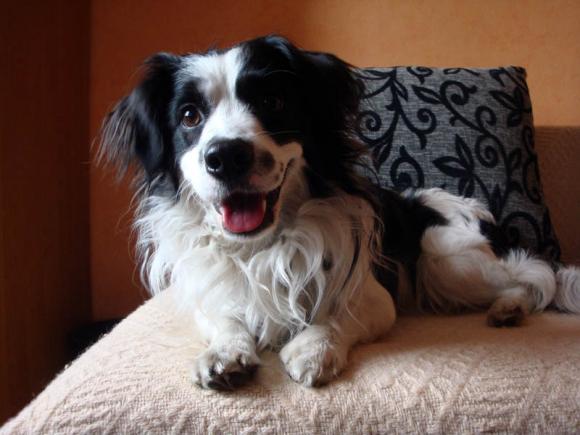 BĄBEL, BERGO, KAJA, KAMIL i DŻEJMI merdają ogonami