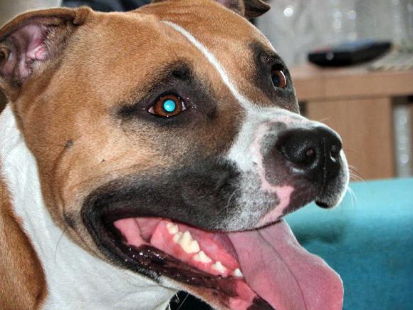 BĄBEL, BERGO, KAJA, KAMIL i DŻEJMI merdają ogonami