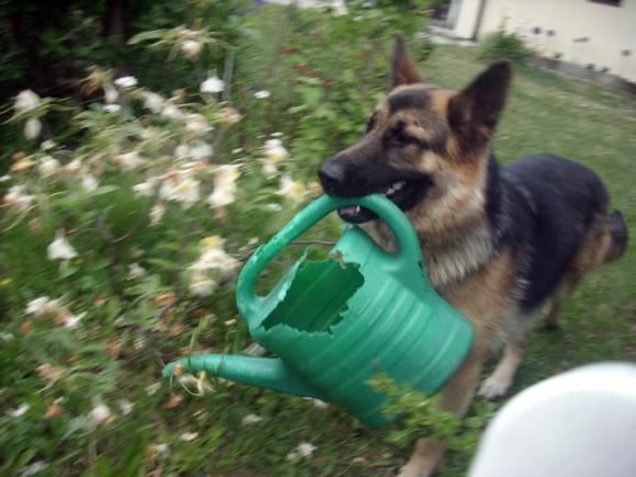 BĄBEL, BERGO, KAJA, KAMIL i DŻEJMI merdają ogonami