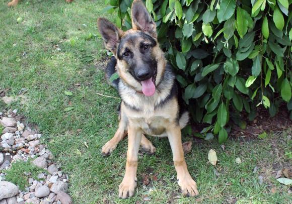 BĄBEL, BERGO, KAJA, KAMIL i DŻEJMI merdają ogonami