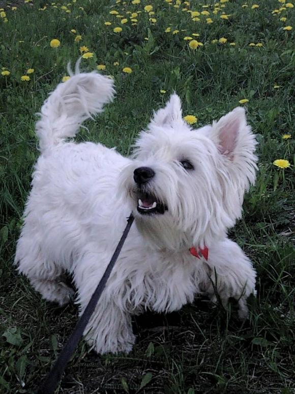 BĄBEL, BERGO, KAJA, KAMIL i DŻEJMI merdają ogonami