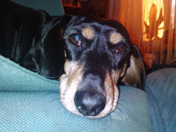 BĄBEL, BERGO, KAJA, KAMIL i DŻEJMI merdają ogonami