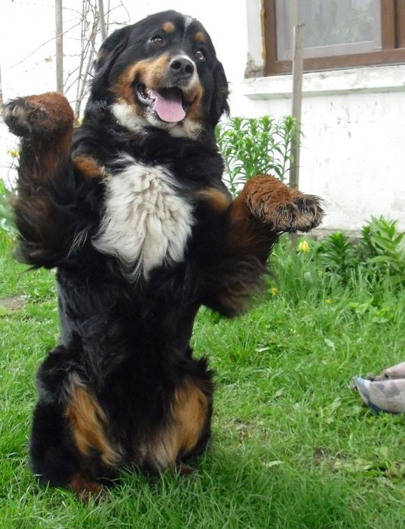 BĄBEL, BERGO, KAJA, KAMIL i DŻEJMI merdają ogonami