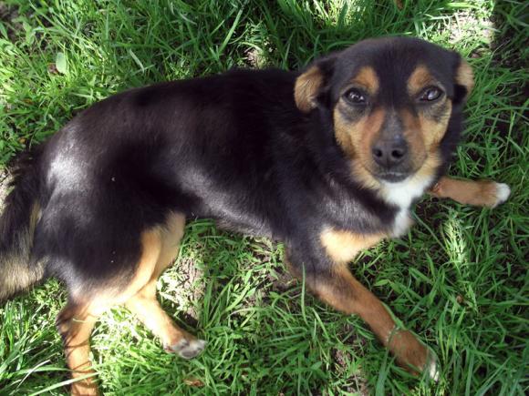 BĄBEL, BERGO, KAJA, KAMIL i DŻEJMI merdają ogonami