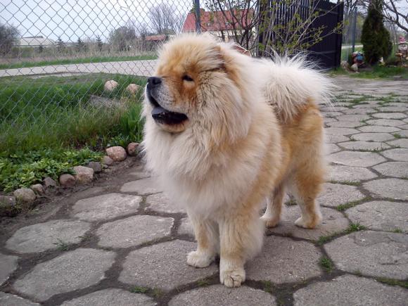 BĄBEL, BERGO, KAJA, KAMIL i DŻEJMI merdają ogonami