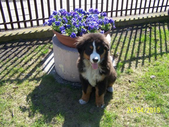 BĄBEL, BERGO, KAJA, KAMIL i DŻEJMI merdają ogonami