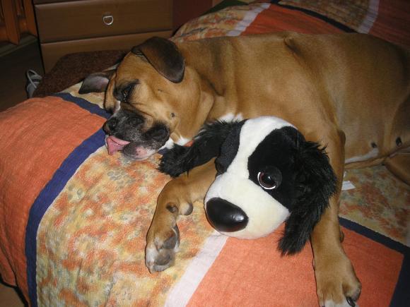 BĄBEL, BERGO, KAJA, KAMIL i DŻEJMI merdają ogonami