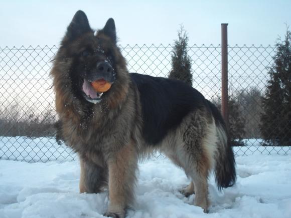 BĄBEL, BERGO, KAJA, KAMIL i DŻEJMI merdają ogonami