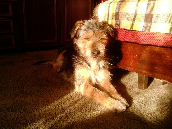 BĄBEL, BERGO, KAJA, KAMIL i DŻEJMI merdają ogonami