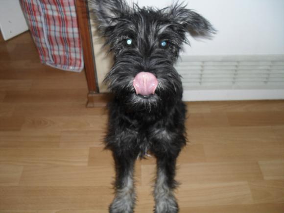 BĄBEL, BERGO, KAJA, KAMIL i DŻEJMI merdają ogonami