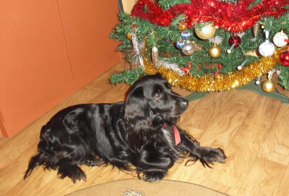 BĄBEL, BERGO, KAJA, KAMIL i DŻEJMI merdają ogonami