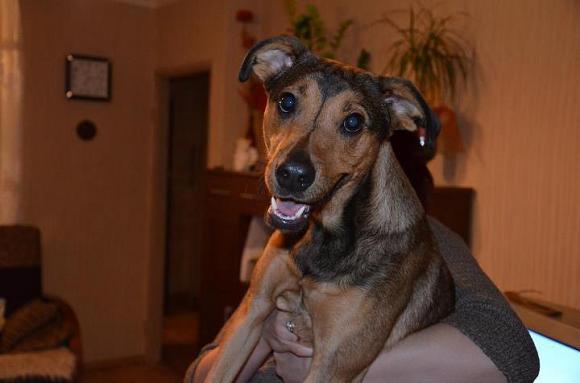 BĄBEL, BERGO, KAJA, KAMIL i DŻEJMI merdają ogonami