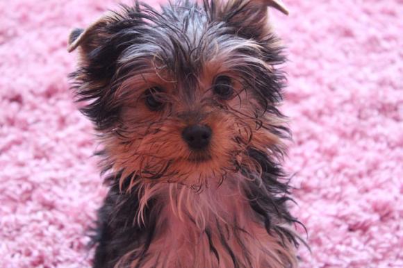 BĄBEL, BERGO, KAJA, KAMIL i DŻEJMI merdają ogonami