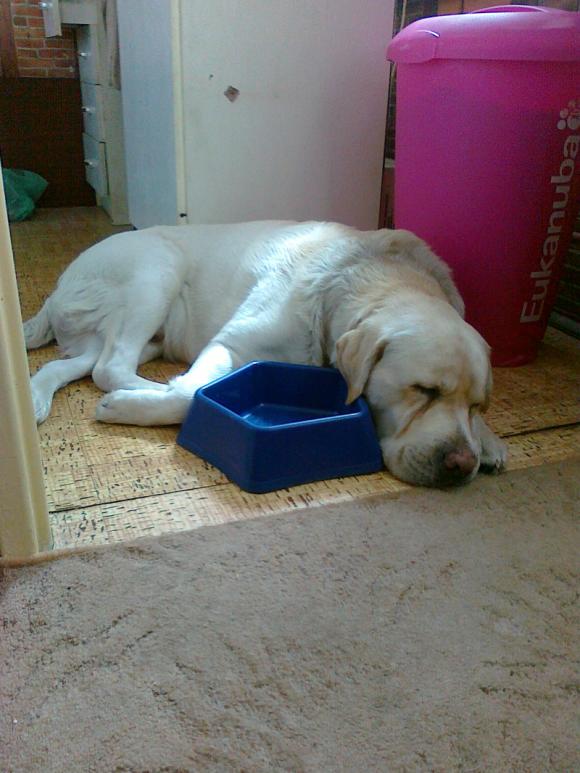 BĄBEL, BERGO, KAJA, KAMIL i DŻEJMI merdają ogonami