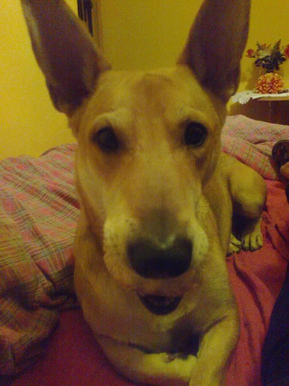 BĄBEL, BERGO, KAJA, KAMIL i DŻEJMI merdają ogonami