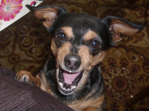 BĄBEL, BERGO, KAJA, KAMIL i DŻEJMI merdają ogonami