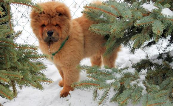 BĄBEL, BERGO, KAJA, KAMIL i DŻEJMI merdają ogonami