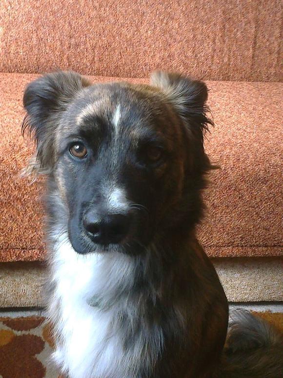 BĄBEL, BERGO, KAJA, KAMIL i DŻEJMI merdają ogonami