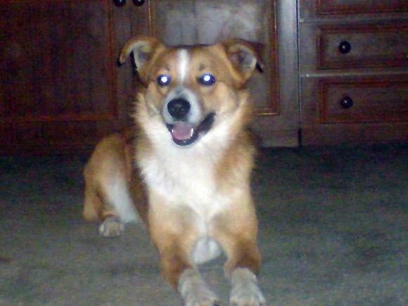 BĄBEL, BERGO, KAJA, KAMIL i DŻEJMI merdają ogonami