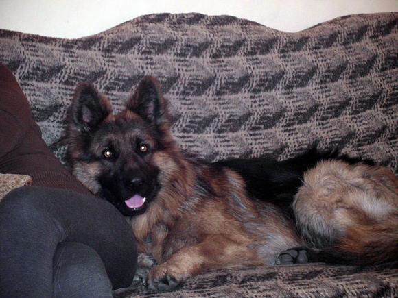 BĄBEL, BERGO, KAJA, KAMIL i DŻEJMI merdają ogonami