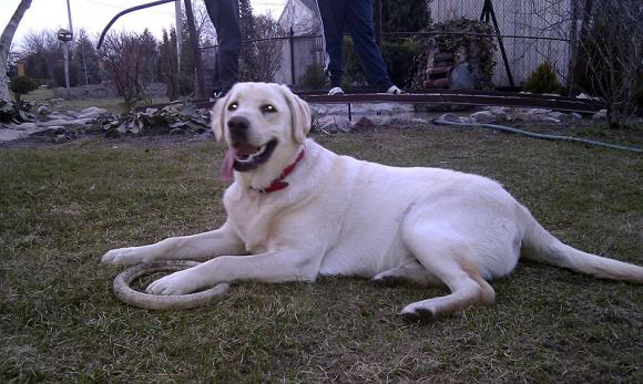 BĄBEL, BERGO, KAJA, KAMIL i DŻEJMI merdają ogonami