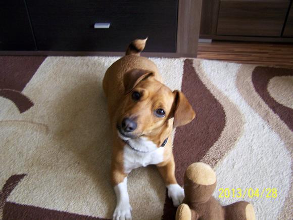 BĄBEL, BERGO, KAJA, KAMIL i DŻEJMI merdają ogonami