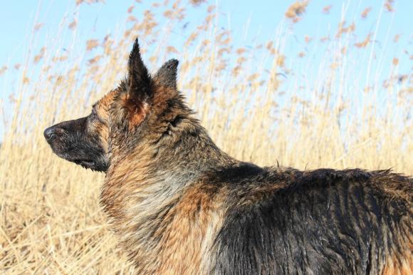 BĄBEL, BERGO, KAJA, KAMIL i DŻEJMI merdają ogonami