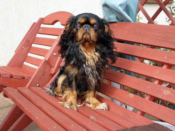 BĄBEL, BERGO, KAJA, KAMIL i DŻEJMI merdają ogonami