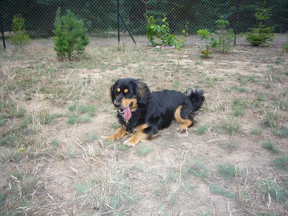 BĄBEL, BERGO, KAJA, KAMIL i DŻEJMI merdają ogonami