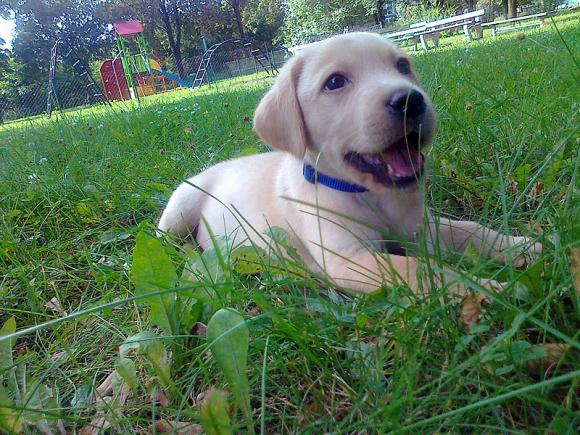 BĄBEL, BERGO, KAJA, KAMIL i DŻEJMI merdają ogonami